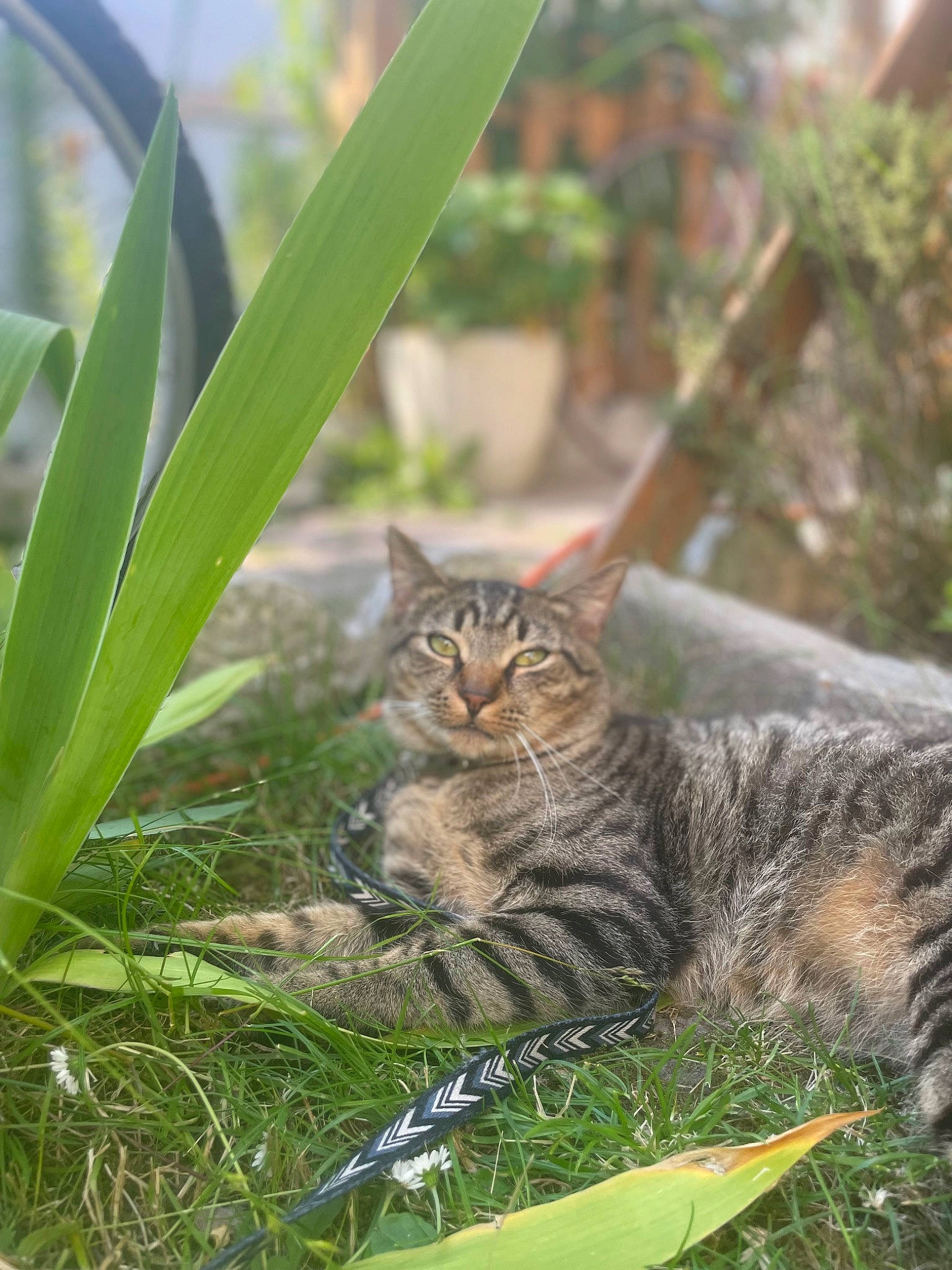 Snoup participe au concours pour gagner de l'argent avec cette photo : botany, carnivore, cat, domestic_short_haired_cat, felidae, flowering_plant, fur, grass, herbaceous_plant, landscape, plant, small_to_medium_sized_cats, soil, tail, terrestrial_animal, terrestrial_plant, tree, whiskers, wildlife, wood