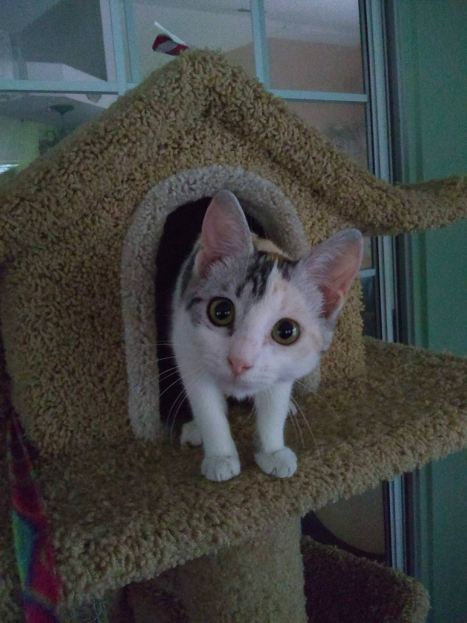 Candy is registered to the contest to win money with this photo: carnivore, cat, cat_furniture, cat_supply, creative_arts, domestic_short_haired_cat, eye, fawn, felidae, fur, paw, pet_supply, small_to_medium_sized_cats, snout, tail, whiskers, wood