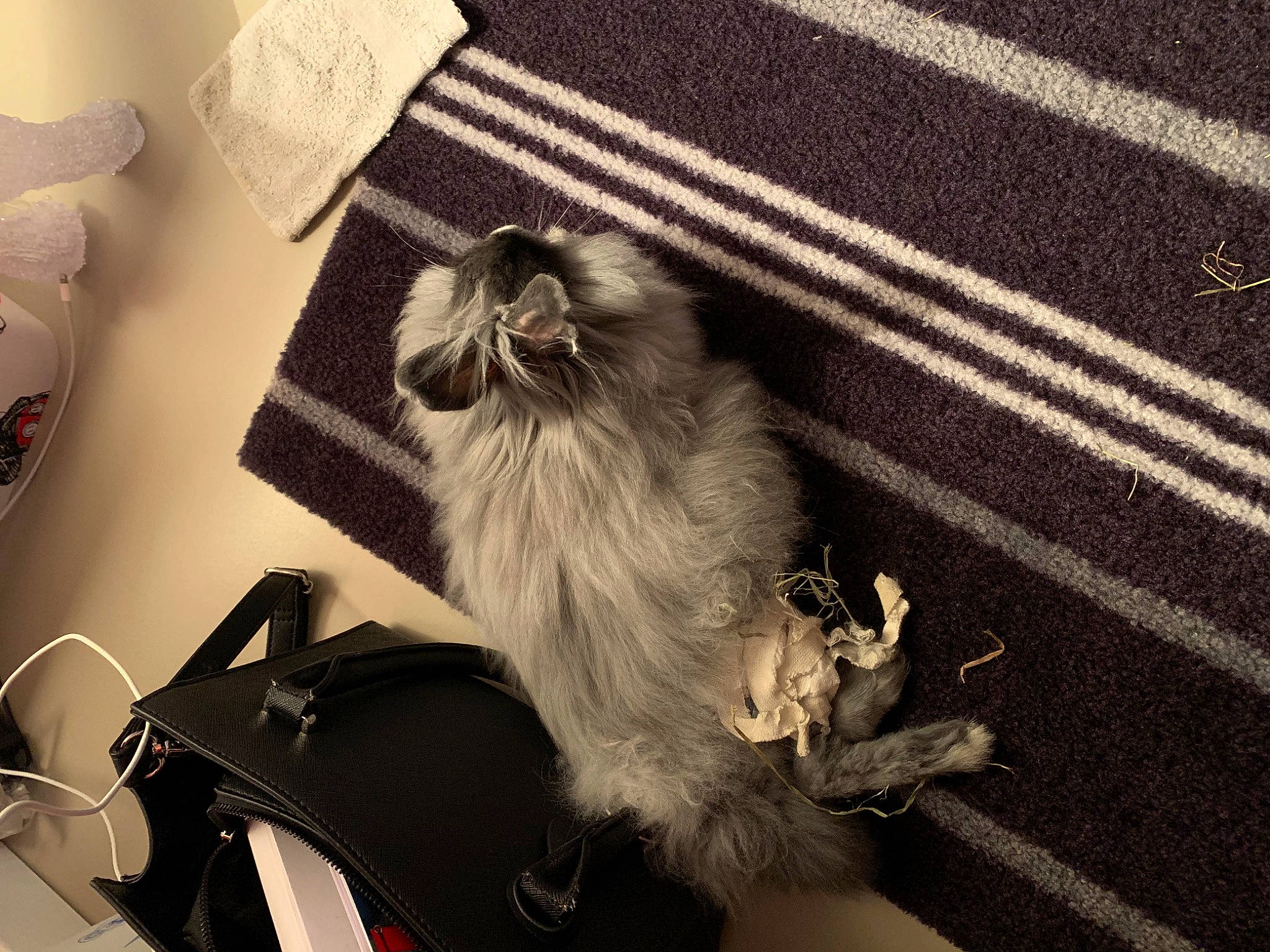 Poupsy participe au concours pour gagner de l'argent avec cette photo : black_and_white, canidae, carnivore, cat, felidae, fur, tail