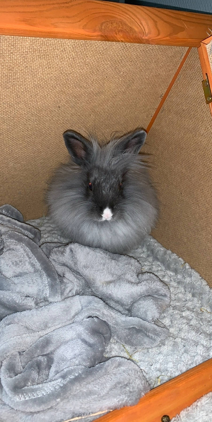 Poupsy a rejoint le concours — aidez-le/la à gagner de superbes lots ! angora_rabbit, domestic_rabbit, ear, fawn, hare, rabbit, rabbits_and_hares, snout, whiskers