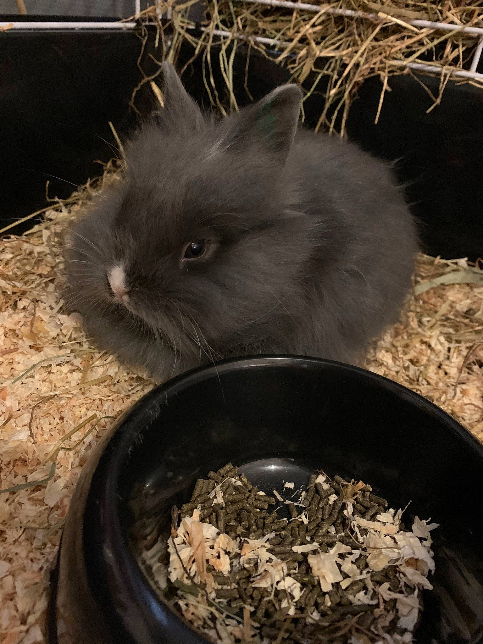 Poupsy participe au concours pour gagner de l'argent avec cette photo : gerbil, hamster, muroidea, rabbit, rabbits_and_hares, rodent, whiskers