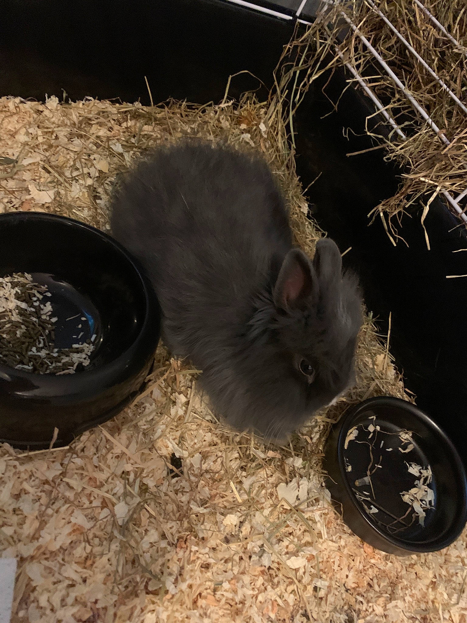 Poupsy participe au concours pour gagner de l'argent avec cette photo : cat, chinchilla, felidae, hamster, rodent, small_to_medium_sized_cats, tail, whiskers