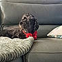 black_dog, blanket, calm, chair, couch, cozy, curious, decor, dog, furniture, home, indoor, leather_couch, living_room, pet, pillow, red_collar, relaxed, soft_light, textured_blanket