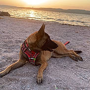 Kaya a rejoint le concours — aidez-le/la à gagner de superbes lots ! dog, beach, sunset, sand, water, harness, animal, outdoor, relaxing, nature, sun, sky, sea, calm, canine, pet, summer, landscape, peaceful, animal_outdoor