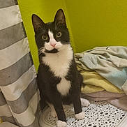 Kiki a rejoint le concours — aidez-le/la à gagner de superbes lots ! animal, bedroom, black_and_white, blankets, cat, furniture, green_wall, home, indoors, laundry_basket, pet, pink_nose, pointed_ears, portrait, sitting, textile, tuxedo_cat, whiskers, white_paws, wide_eyes