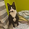 animal, bedroom, black_and_white, blankets, cat, furniture, green_wall, home, indoors, laundry_basket, pet, pink_nose, pointed_ears, portrait, sitting, textile, tuxedo_cat, whiskers, white_paws, wide_eyes