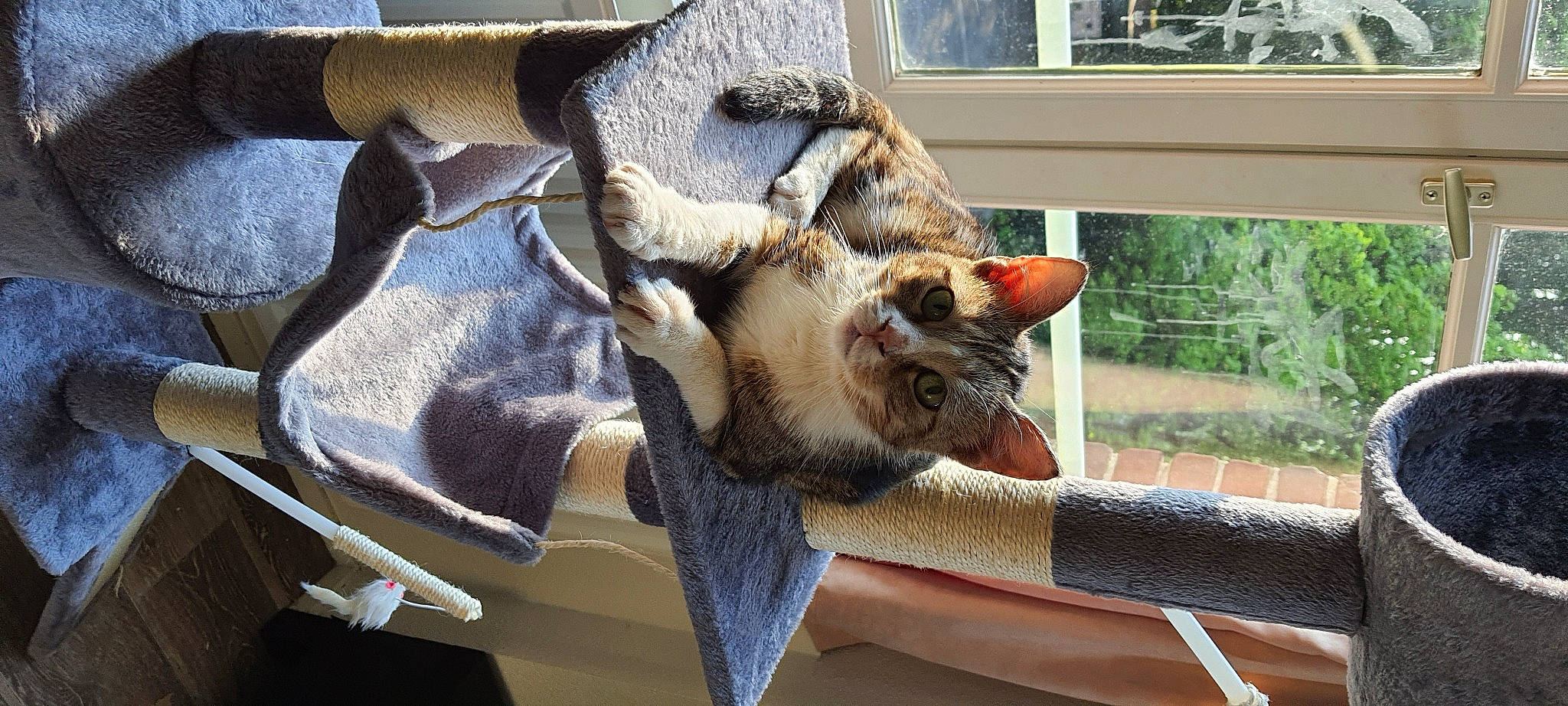 Minou participe au concours pour gagner de l'argent avec cette photo : animal_shelter, canidae, carnivore, cat, cat_supply, claw, collar, comfort, domestic_short_haired_cat, fawn, felidae, fur, plant, small_to_medium_sized_cats, snout, sporting_group, tail, whiskers, window, wood