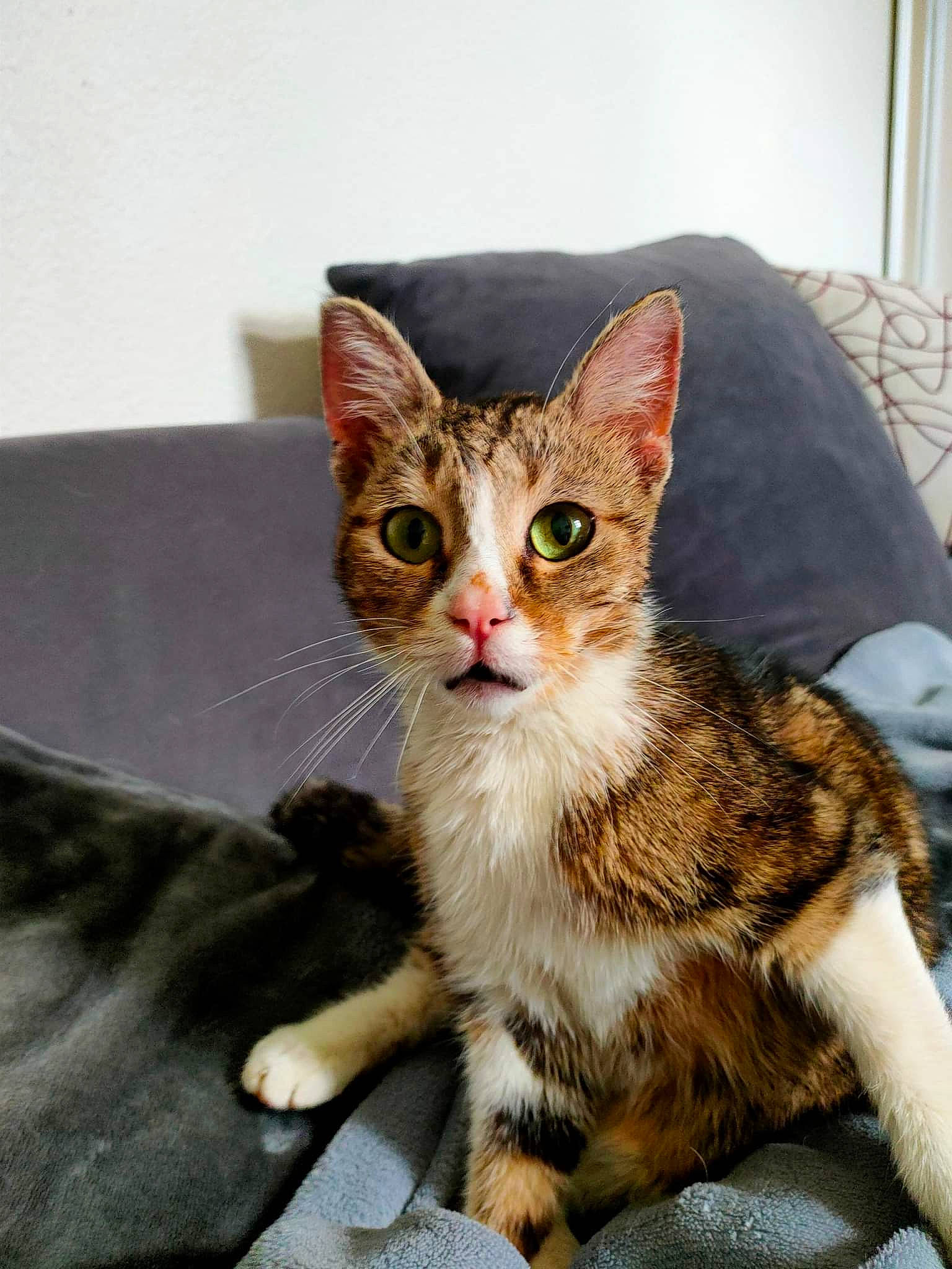 Minou a rejoint le concours — aidez-le/la à gagner de superbes lots ! carnivore, cat, claw, comfort, couch, curtain, domestic_short_haired_cat, eye, fawn, felidae, foot, fur, paw, sitting, small_to_medium_sized_cats, snout, tail, terrestrial_animal, whiskers