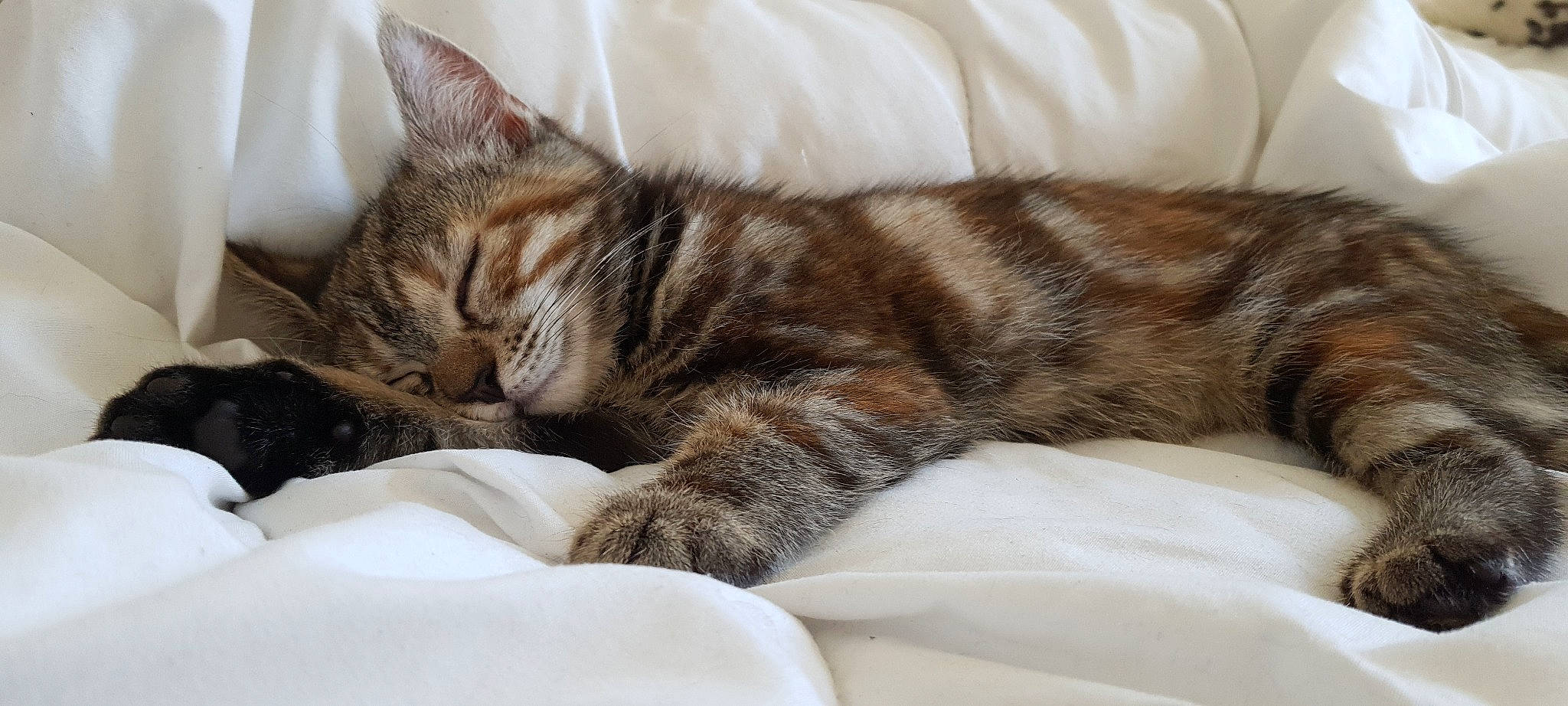 Tiara a rejoint le concours — aidez-le/la à gagner de superbes lots ! carnivore, cat, claw, comfort, domestic_short_haired_cat, felidae, fur, nap, paw, sleep, small_to_medium_sized_cats, snout, tail, whiskers