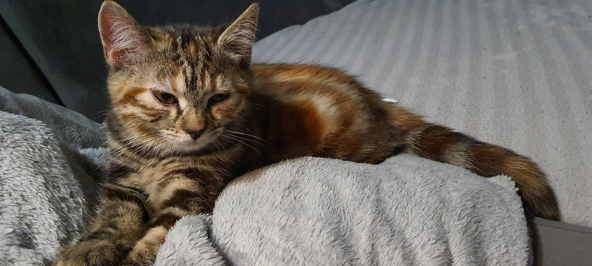 Tiara participe au concours pour gagner de l'argent avec cette photo : carnivore, cat, claw, comfort, domestic_short_haired_cat, fawn, felidae, fur, nap, paw, small_to_medium_sized_cats, snout, tail, terrestrial_animal, tree, whiskers, wildlife