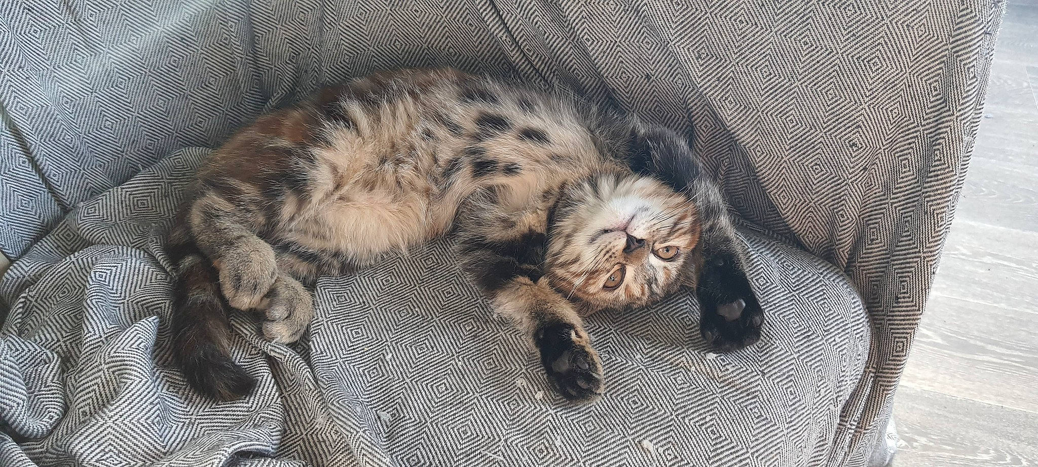 Tiara a rejoint le concours — aidez-le/la à gagner de superbes lots ! bed, carnivore, cat, claw, comfort, domestic_short_haired_cat, felidae, fur, grey, nap, paw, sleep, small_to_medium_sized_cats, tail, terrestrial_animal, vertebrate, whiskers