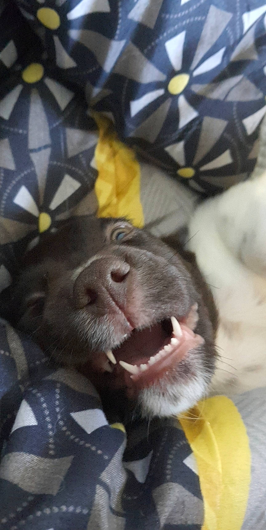 Sun a rejoint le concours — aidez-le/la à gagner de superbes lots ! canidae, carnivore, collar, companion_dog, dog, dog_breed, dog_collar, dog_supply, fang, fawn, fur, leash, liver, pattern, snout, sporting_group, stuffed_toy, toy, whiskers, working_animal