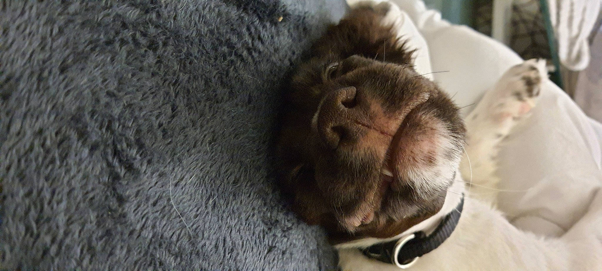 Sun participe au concours pour gagner de l'argent avec cette photo : canidae, carnivore, claw, collar, comfort, companion_dog, dog_breed, domestic_short_haired_cat, ear, felidae, fur, liver, non_sporting_group, paw, small_to_medium_sized_cats, tail, terrestrial_animal, whiskers, working_animal, wrinkle