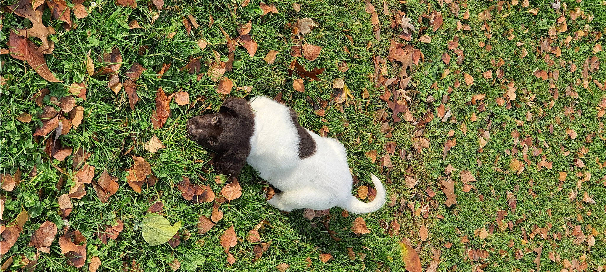 Sun participe au concours pour gagner de l'argent avec cette photo : canidae, carnivore, cat, dog_breed, domestic_short_haired_cat, fawn, felidae, fur, grass, groundcover, lawn, mammal, plant, small_to_medium_sized_cats, snout, sporting_group, tail, terrestrial_animal, whiskers, wildlife