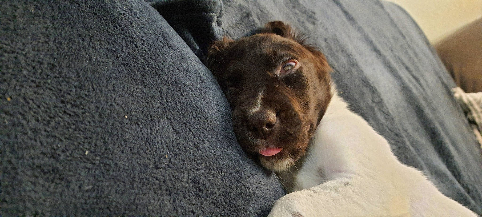 Sun a rejoint le concours — aidez-le/la à gagner de superbes lots ! canidae, carnivore, companion_dog, dog, dog_breed, fang, fawn, fur, hunting_dog, liver, non_sporting_group, puppy, sporting_group, street_dog, terrestrial_animal, whiskers, working_animal, wrinkle