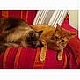 animal, brown, cat, companion, couch, cozy, domestic, feline, fur, indoor, orange, orange_tabby, pet, relaxed, resting, siamese_cat, striped_couch, striped_pillow, two_cats, whiskers
