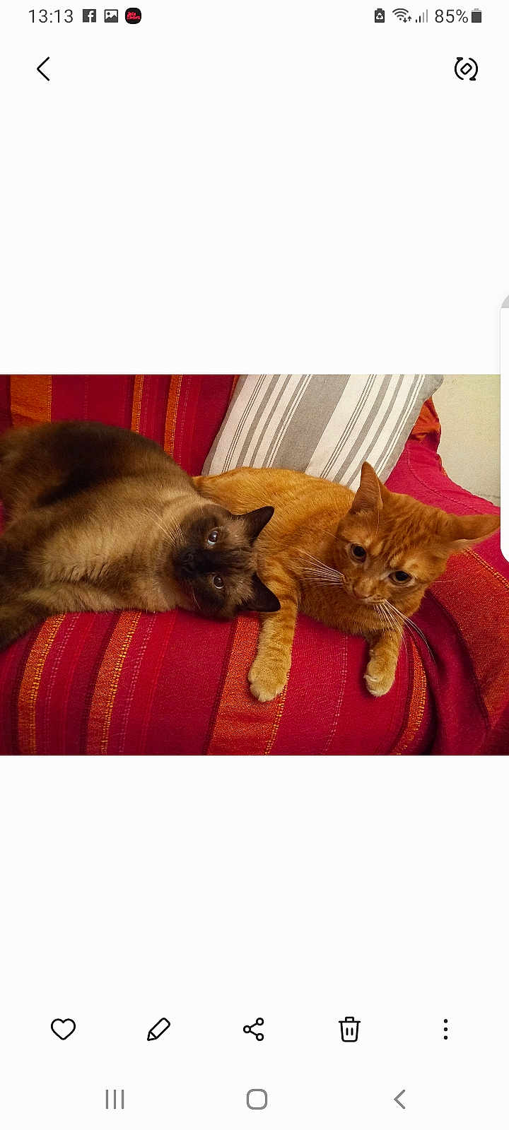 Simba Et Nemo