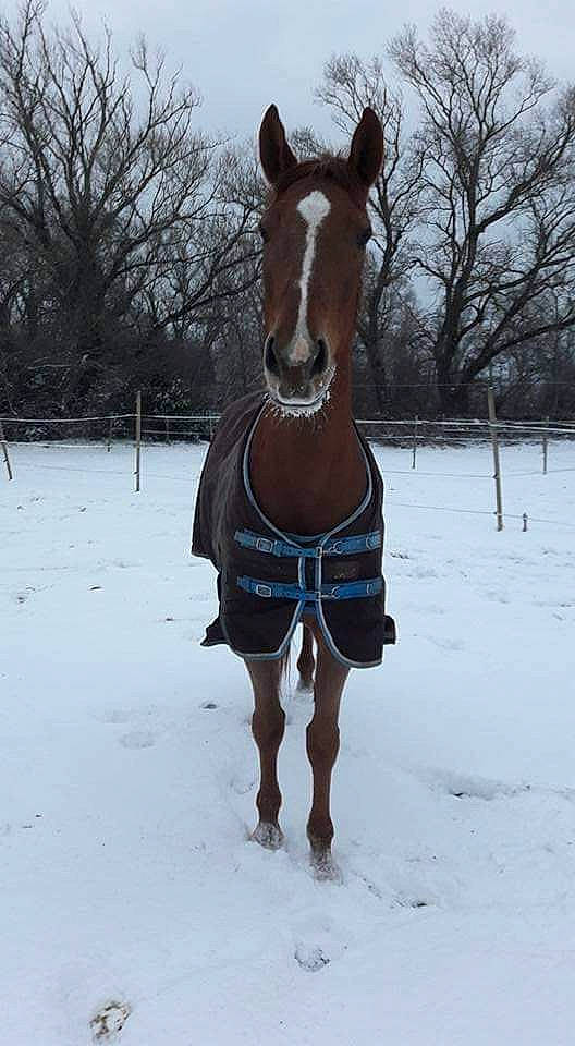 Velours De Boisy participe au concours pour gagner de l'argent avec cette photo : bridle, freezing, halter, horse, horse_harness, horse_supplies, horse_tack, liver, mane, mare, pack_animal, rein, snout, snow, sorrel, stallion, winter