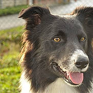 Guinness participe au concours pour gagner de l'argent avec cette photo : alert, animal, black_and_white, canine, close_up, daylight, dog, ears_up, fence, friendly, fur, golden_eyes, grass, happy, muzzle, nature, outdoor, pet, portrait, tongue_out