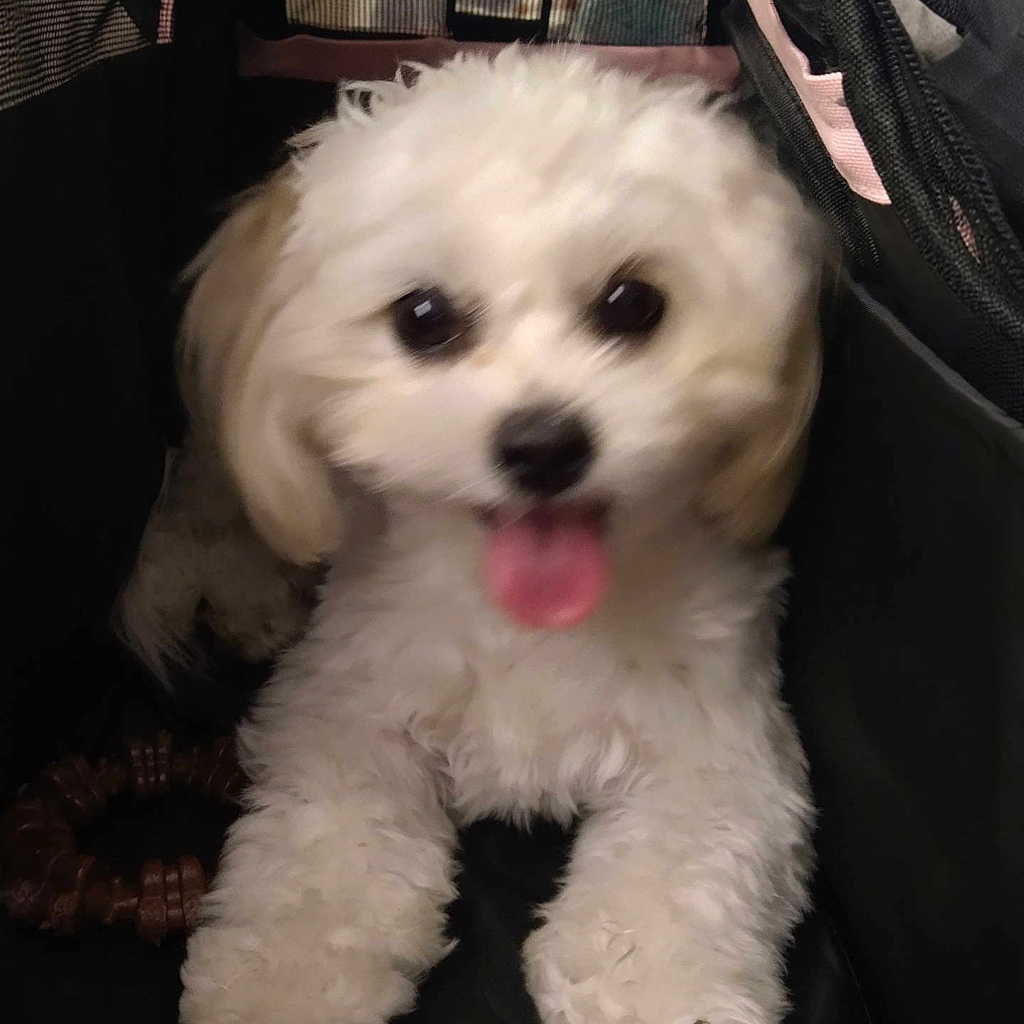Bella joined the competition — help win amazing prizes! animal, black_bag, carrier, closeup, companion, cute, dog, domestic_animal, fluffy, fur, happy, indoor, pet, pet_accessory, playful, puppy, small_dog, tongue_out, toy, white_fur