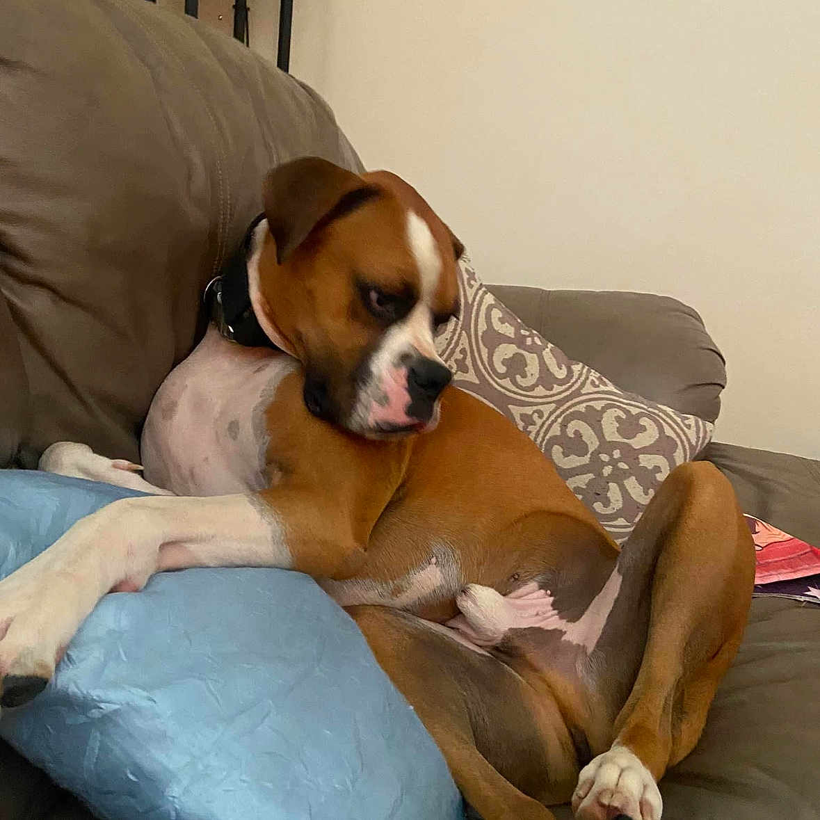 Sir Tank joined the competition — help win amazing prizes! animal, blanket, boxer, bulldog, canine, couch, cushion, dog, furniture, homedecor, indoors, interiordesign, person, pet, pitbull, puppy, sleeping, snout