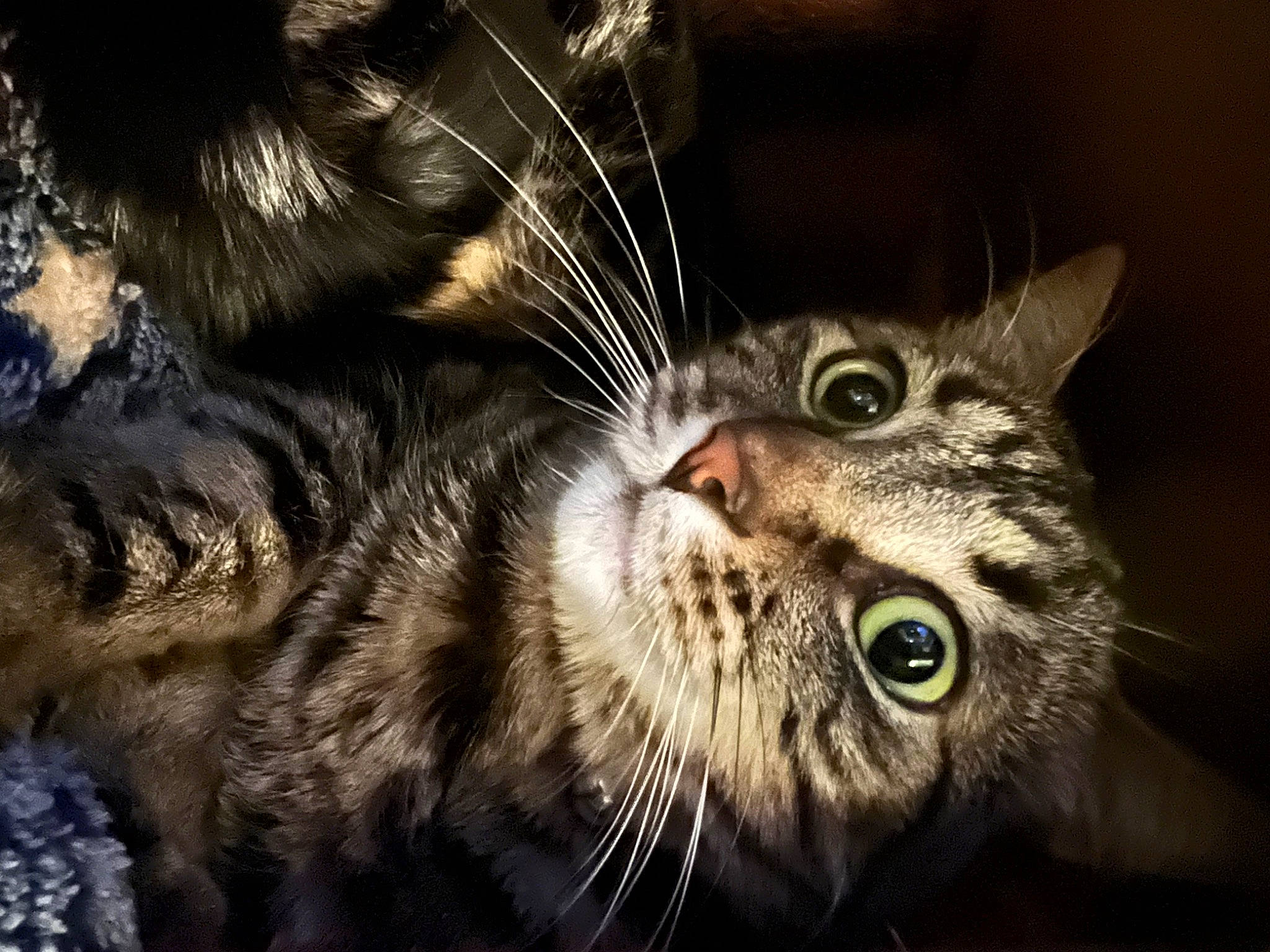 Samuel is registered to the contest to win money with this photo: carnivore, cat, close_up, darkness, domestic_short_haired_cat, felidae, fur, small_to_medium_sized_cats, snout, terrestrial_animal, whiskers, wildlife