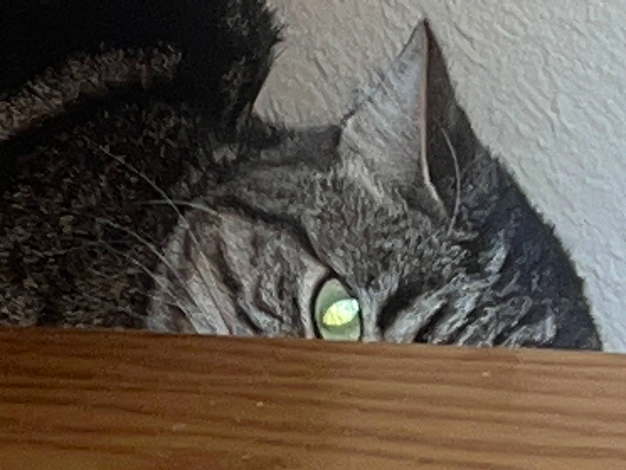 Samuel joined the competition — help win amazing prizes! art, carnivore, cat, domestic_short_haired_cat, felidae, fur, grey, hardwood, small_to_medium_sized_cats, snout, tail, whiskers, wildlife, wood, wood_stain