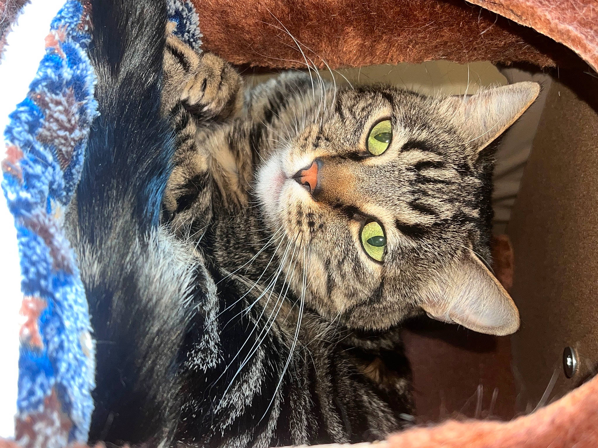 Samuel is registered to the contest to win money with this photo: carnivore, cat, claw, close_up, domestic_short_haired_cat, ear, felidae, fur, grass, paw, small_to_medium_sized_cats, snout, terrestrial_animal, whiskers, wildlife, window