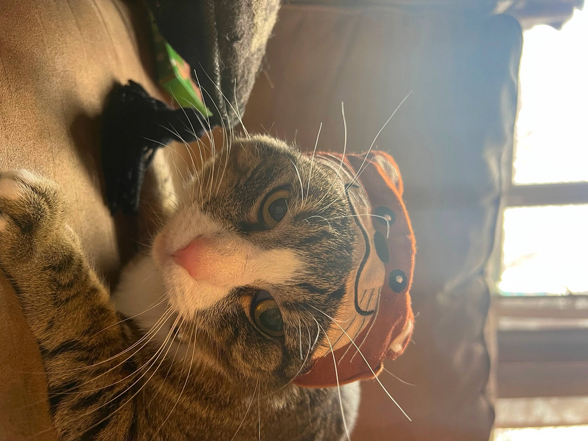 Leia joined the competition — help win amazing prizes! carnivore, cat, domestic_short_haired_cat, ear, eyelash, facial_hair, fawn, felidae, fur, grass, moustache, nose, paw, small_to_medium_sized_cats, snout, tail, twig, whiskers, wildlife, wood