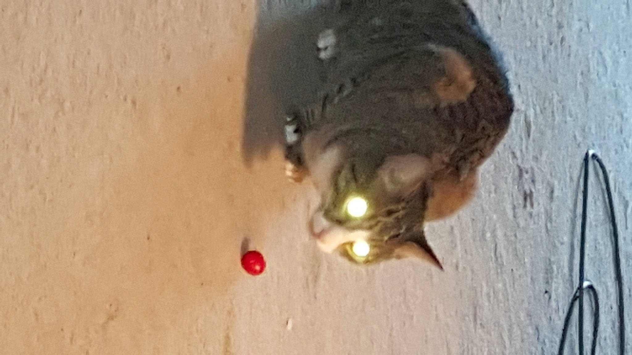 Leia is registered to the contest to win money with this photo: parasite, pest, soil, terrestrial_animal, whiskers, wood