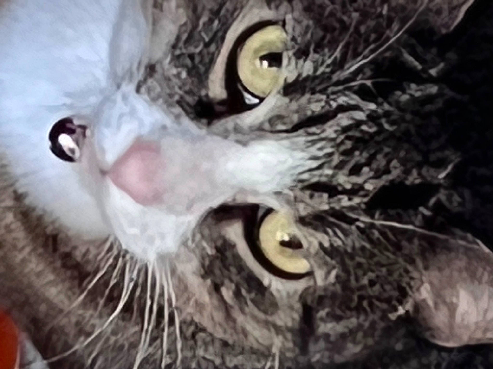 Leia is registered to the contest to win money with this photo: beak, bird, bird_of_prey, carnivore, cat, close_up, eye, eyelash, falconiformes, fang, feather, felidae, fur, owl, screech_owl, small_to_medium_sized_cats, snout, terrestrial_animal, whiskers, wildlife