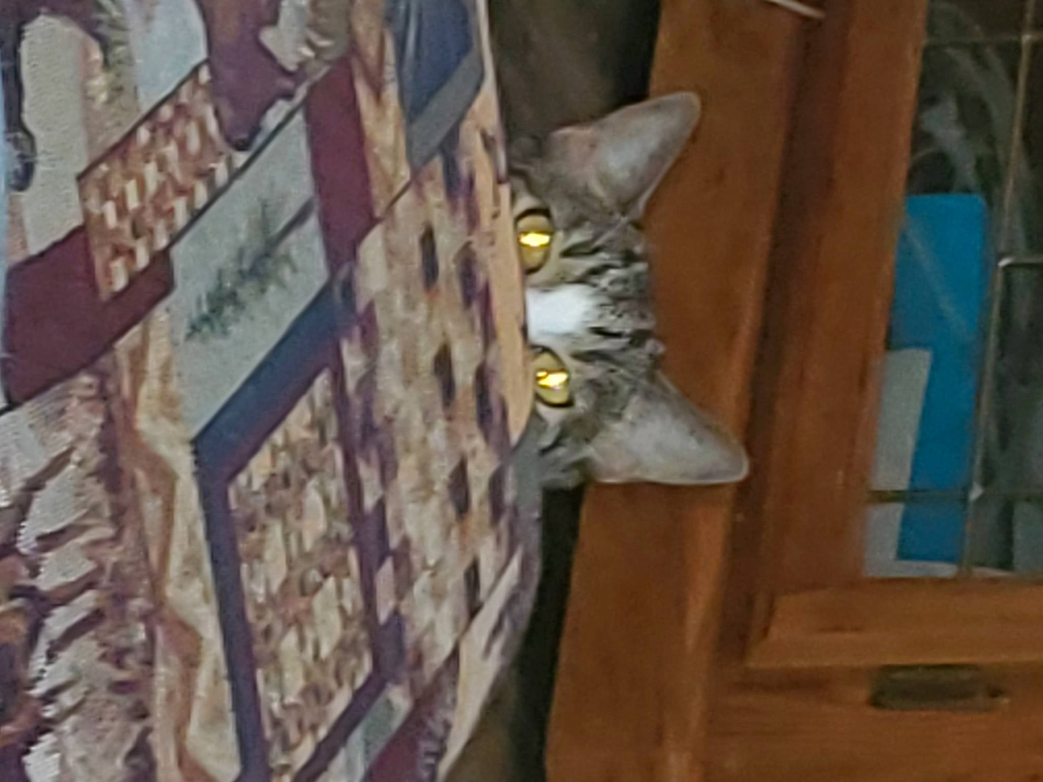 Leia joined the competition — help win amazing prizes! camouflage, carnivore, cat, cat_supply, domestic_short_haired_cat, door, fawn, felidae, flooring, fur, hardwood, linens, military_camouflage, pattern, room, small_to_medium_sized_cats, tail, whiskers, wildlife, wood