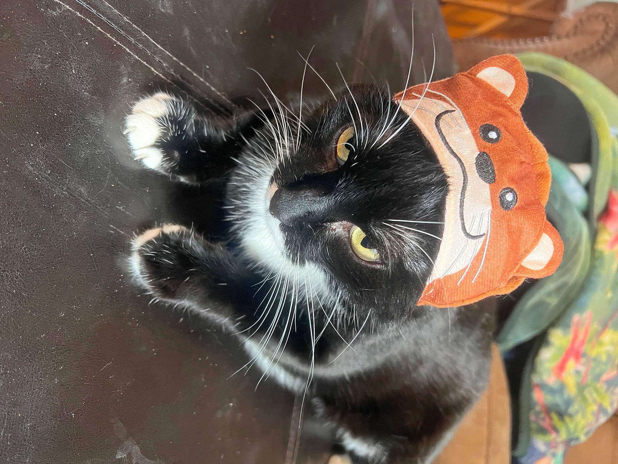 Luke is registered to the contest to win money with this photo: arthropod, carnivore, cat, claw, close_up, domestic_short_haired_cat, eye, fawn, felidae, fur, head, human_body, insect, organism, paw, small_to_medium_sized_cats, snout, tail, terrestrial_animal, whiskers