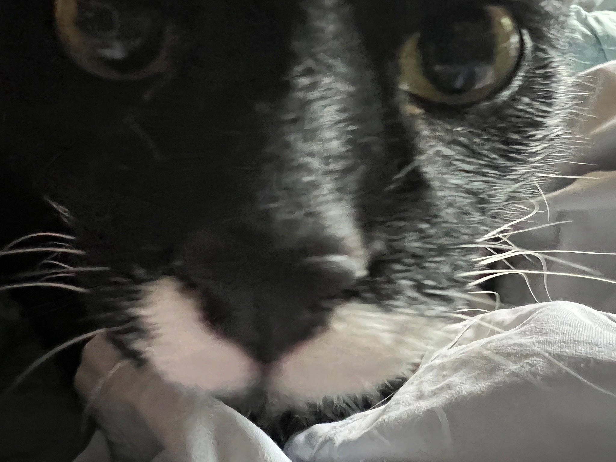 Luke joined the competition — help win amazing prizes! balinese, black_cat, carnivore, cat, claw, domestic_short_haired_cat, ear, eyelash, felidae, fur, grey, monochrome, monochrome_photography, paw, small_to_medium_sized_cats, snout, tail, terrestrial_animal, whiskers, wildlife