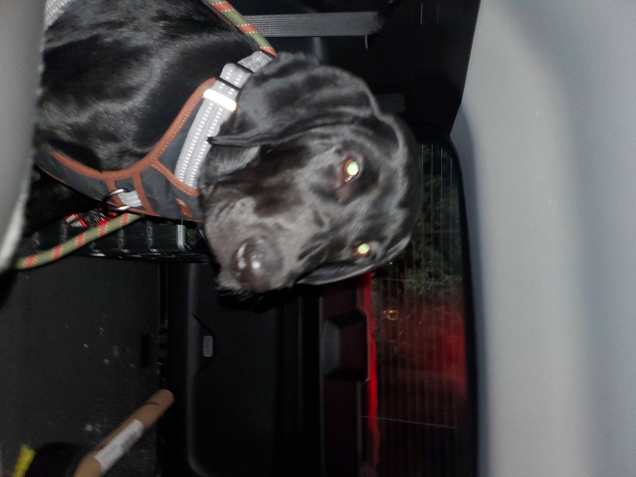 Sokka is registered to the contest to win money with this photo: borador, canidae, carnivore, collar, companion_dog, dog, dog_breed, dog_collar, dog_supply, grey, guard_dog, hunting_dog, liver, non_sporting_group, personal_protective_equipment, pet_supply, snout, sporting_group, whiskers, working_animal