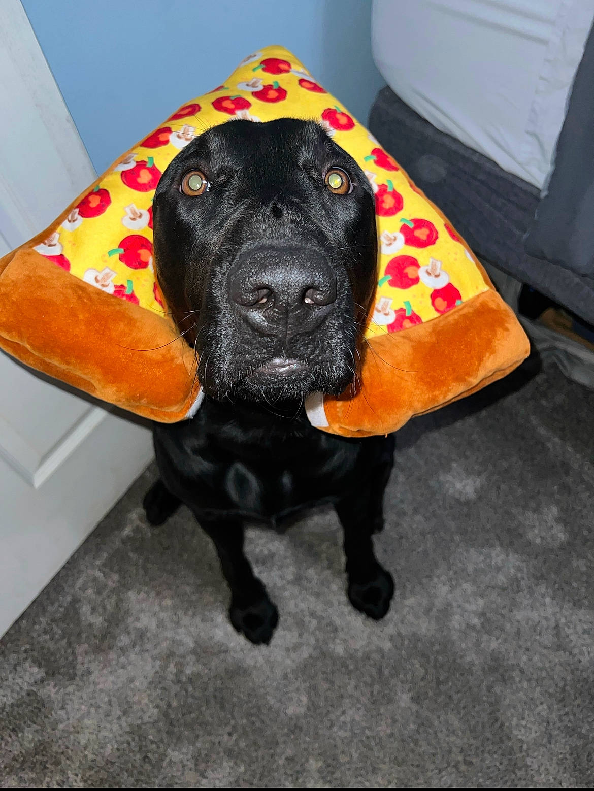 Sokka is registered to the contest to win money with this photo: borador, canidae, carnivore, chair, comfort, companion_dog, dog, dog_breed, dog_collar, dog_supply, fashion_accessory, fawn, flooring, fur, guard_dog, liver, pet_supply, snout, sporting_group, working_animal