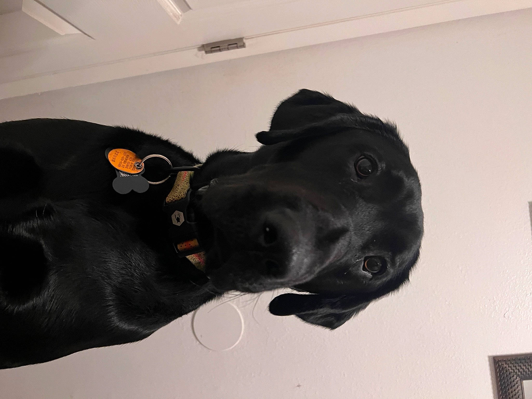 Sokka joined the competition — help win amazing prizes! art, borador, canidae, carnivore, collar, dog, dog_breed, dog_collar, guard_dog, liver, non_sporting_group, personal_protective_equipment, sculpture, snout, sporting_group, tail, terrestrial_animal, whiskers, working_animal