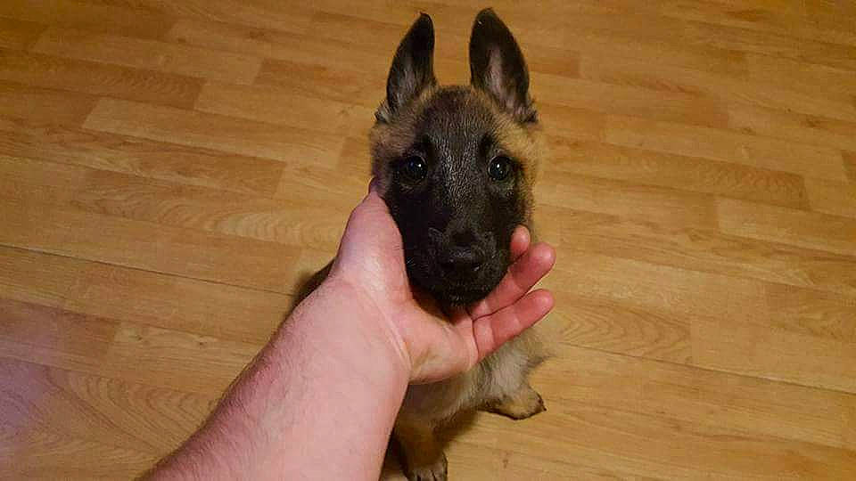 Tyron participe au concours pour gagner de l'argent avec cette photo : biting, canidae, carnivore, companion_dog, dog, dog_breed, fawn, flooring, german_shepherd_dog, guard_dog, hardwood, herding_dog, old_german_shepherd_dog, snout, sporting_group, varnish, whiskers, wood, wood_stain, working_animal