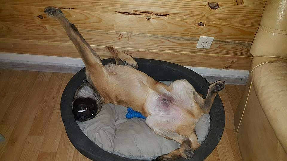 Tyron a rejoint le concours — aidez-le/la à gagner de superbes lots ! canidae, carnivore, comfort, companion_dog, dog, dog_bed, dog_breed, dog_supply, fawn, felidae, flooring, hardwood, pet_supply, siamese, sporting_group, tail, wood, wood_flooring, wood_stain, working_animal