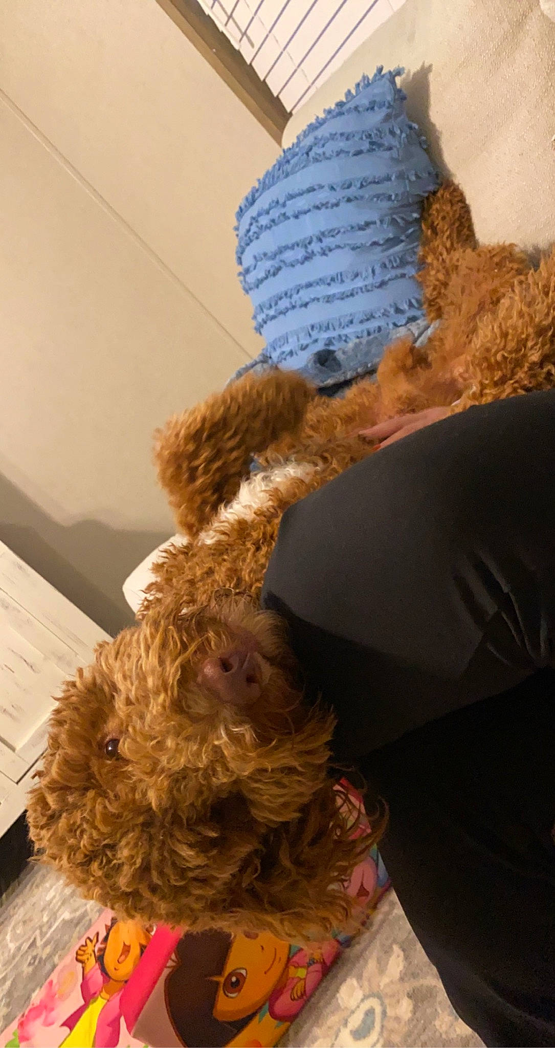 Bear joined the competition — help win amazing prizes! carnivore, companion_dog, dog, dog_breed, fashion_design, fur, liver, non_sporting_group, pet_supply, plush, stuffed_toy, tail, terrier, thread, toy, toy_dog, wood, wool, woolen, working_animal