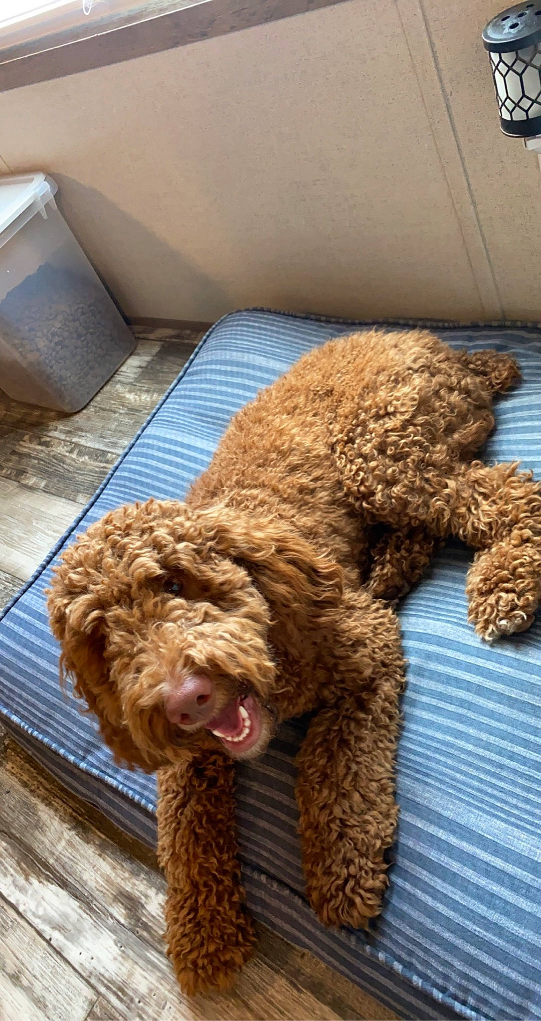 Bear joined the competition — help win amazing prizes! canidae, carnivore, companion_dog, dog, dog_breed, fawn, fur, labradoodle, non_sporting_group, poodle, snout, sporting_group, stuffed_toy, teddy_bear, terrestrial_animal, terrier, toy, water_dog, wood, working_animal