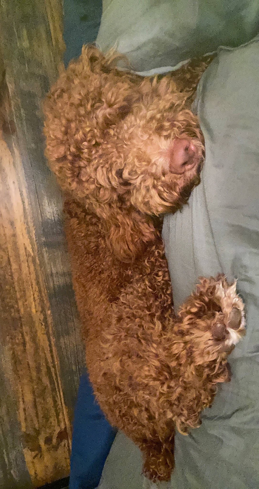 Bear is registered to the contest to win money with this photo: canidae, carnivore, companion_dog, dog, dog_breed, fawn, fur, labradoodle, liver, non_sporting_group, poodle, snout, sporting_group, terrestrial_animal, terrier, toy, toy_dog, water_dog, wood, working_animal