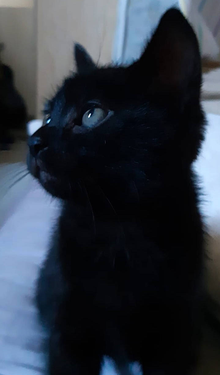 Kazoo a rejoint le concours — aidez-le/la à gagner de superbes lots ! asian, black, black_and_white, black_cat, bombay, carnivore, cat, domestic_long_haired_cat, eye, felidae, fur, mammal, norwegian_forest_cat, persian, small_to_medium_sized_cats, snapshot, snout, turkish_angora, vertebrate, whiskers