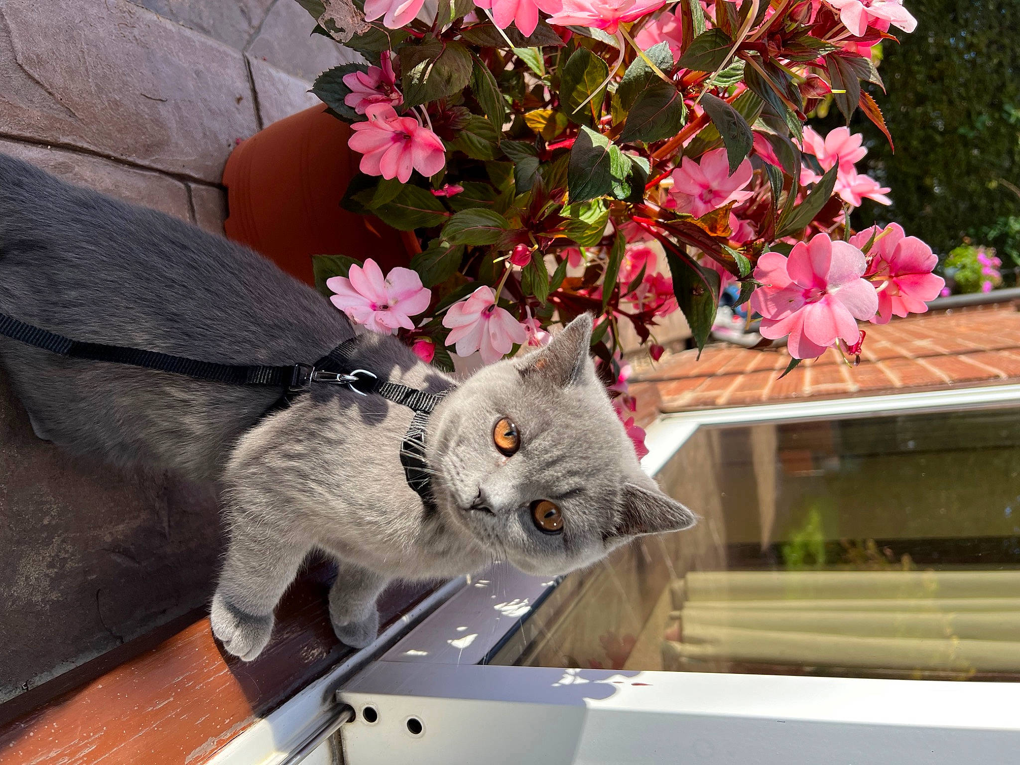 Ana is registered to the contest to win money with this photo: annual_plant, blossom, carmine, carnivore, cat, domestic_short_haired_cat, felidae, flower, flowering_plant, fur, grey, petal, plant, russian_blue, small_to_medium_sized_cats, tail, tree, twig, whiskers