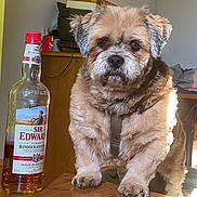 Haslan a rejoint le concours — aidez-le/la à gagner de superbes lots ! dog, table, bottle, whisky, indoor, wooden_table, furniture, pet, brown_fur, curious, household, animal, beverage, label, glass_bottle, light, shadow, background, domestic, companion