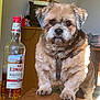 dog, table, bottle, whisky, indoor, wooden_table, furniture, pet, brown_fur, curious, household, animal, beverage, label, glass_bottle, light, shadow, background, domestic, companion