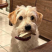 Texas participe au concours pour gagner de l'argent avec cette photo : dog, indoor, pet, white_fur, brown_ears, toy_in_mouth, floor_tiles, wooden_furniture, collar, closeup, cute, animal, canine, domestic, fur, looking_at_camera, household, companion, playful, adorable