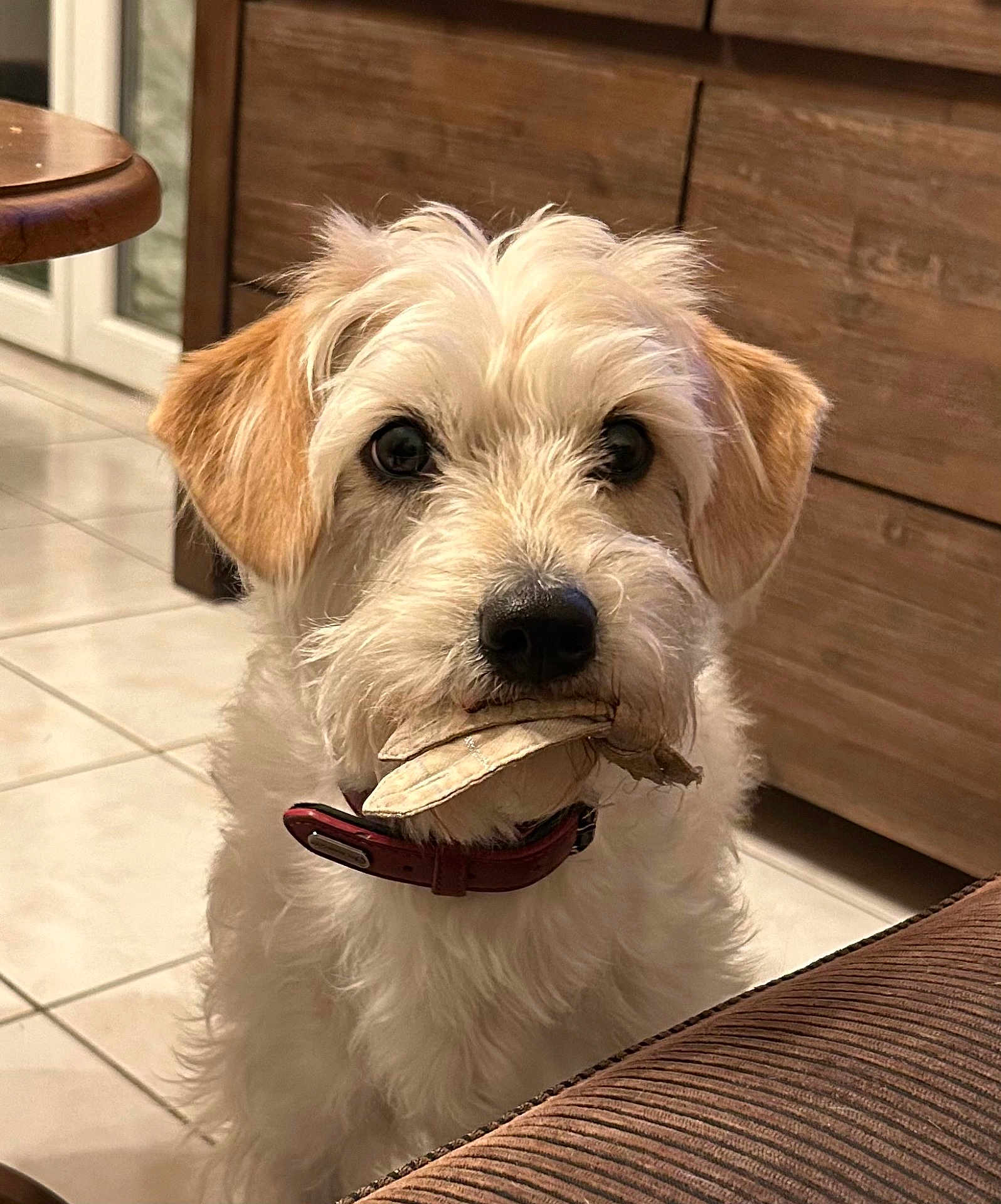 Texas participe au concours pour gagner de l'argent avec cette photo : dog, indoor, pet, white_fur, brown_ears, toy_in_mouth, floor_tiles, wooden_furniture, collar, closeup, cute, animal, canine, domestic, fur, looking_at_camera, household, companion, playful, adorable