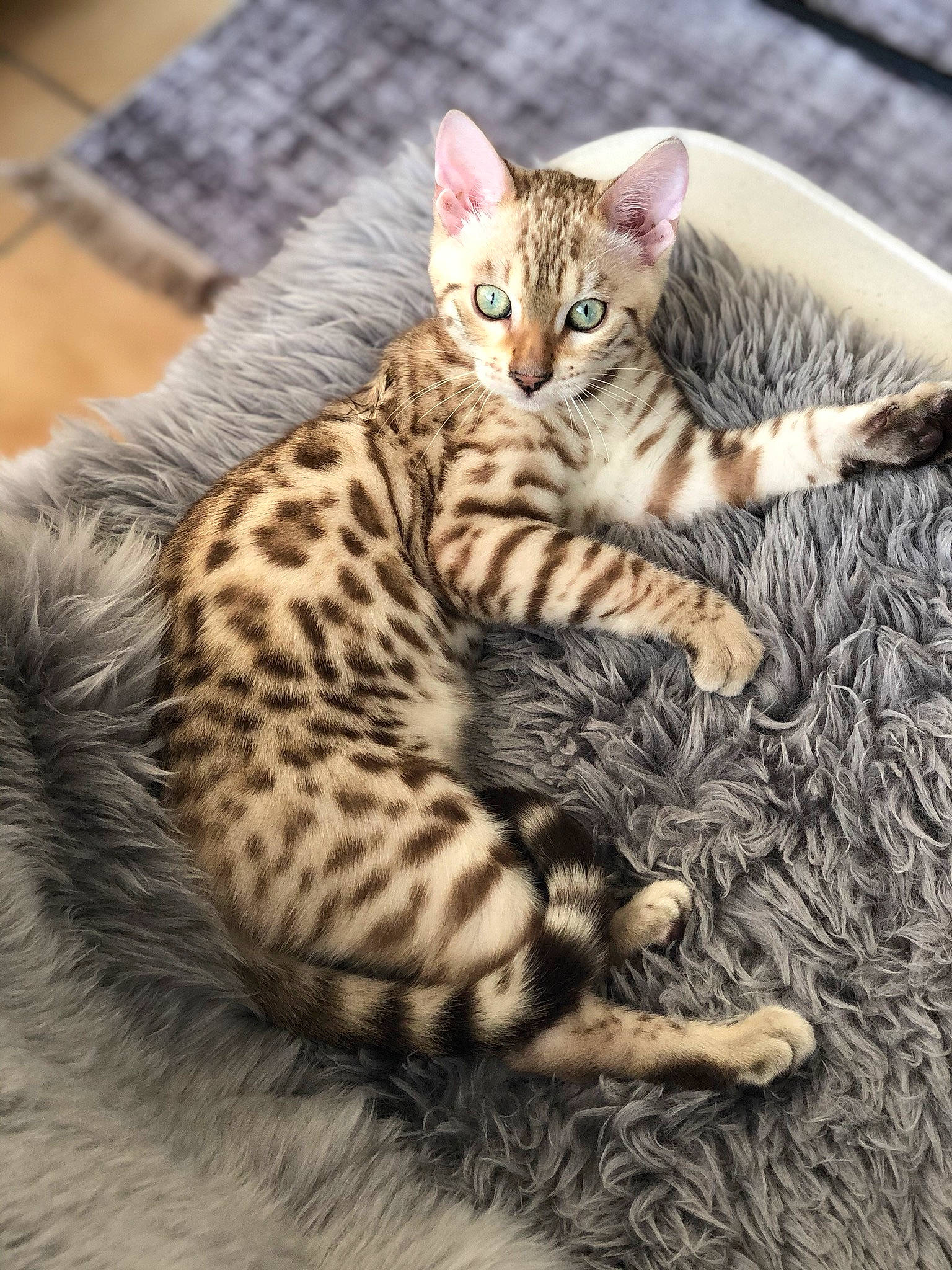 Ice a rejoint le concours — aidez-le/la à gagner de superbes lots ! carnivore, cat, cat_supply, claw, comfort, domestic_short_haired_cat, eye, felidae, fur, mammal, paw, sitting, small_to_medium_sized_cats, snout, tail, terrestrial_animal, vertebrate, whiskers, wildlife