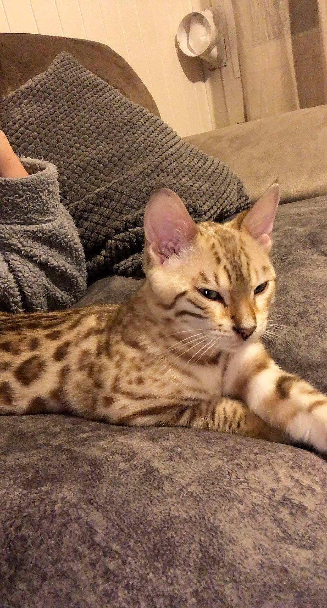 Ice participe au concours pour gagner de l'argent avec cette photo : carnivore, cat, comfort, couch, domestic_short_haired_cat, fawn, felidae, fur, pattern, paw, picture_frame, sitting, small_to_medium_sized_cats, snout, tail, terrestrial_animal, whiskers, wildlife, wood